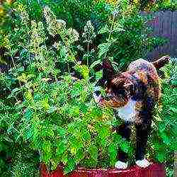 catnip planting and care in the open field in the urals