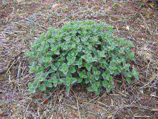 catnip planting and care in the open field in the urals