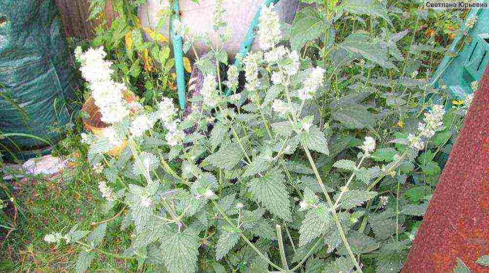 catnip planting and care in the open field in the urals