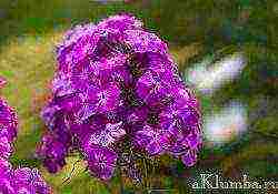 beautiful annuals grown in a seedless way