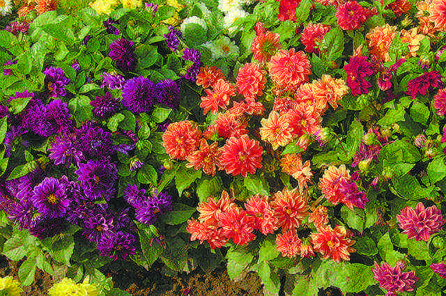 beautiful annuals grown in a seedless way