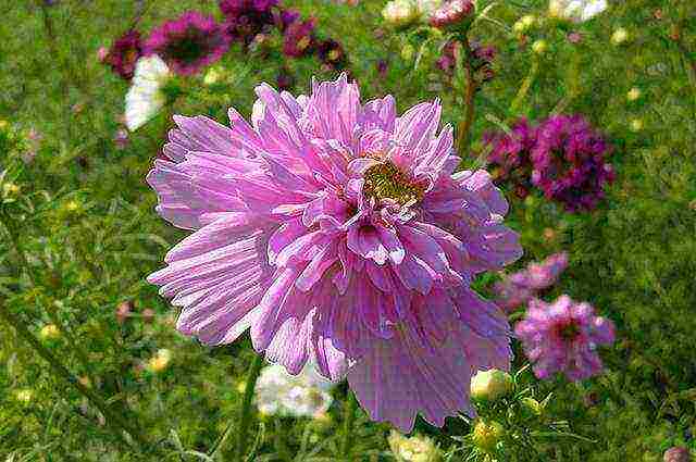 beautiful annuals grown in a seedless way