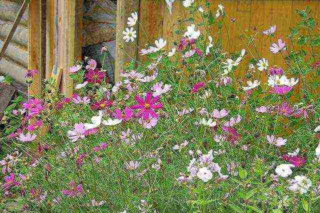 beautiful annuals grown in a seedless way