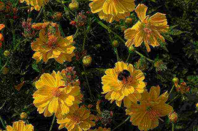 beautiful annuals grown in a seedless way