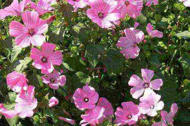 beautiful annuals grown in a seedless way