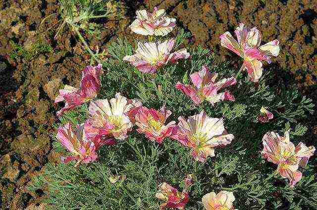 beautiful annuals grown in a seedless way