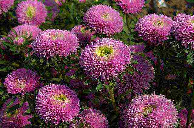 beautiful annuals grown in a seedless way