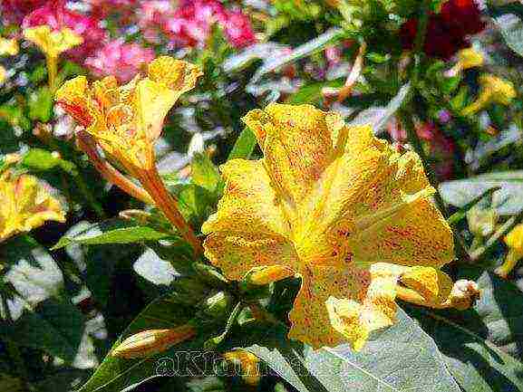 beautiful annuals grown in a seedless way