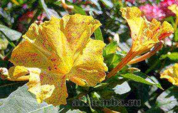 beautiful annuals grown in a seedless way