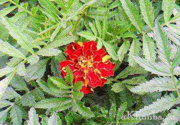 beautiful annuals grown in a seedless way