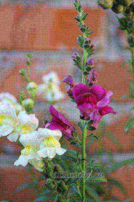 beautiful annuals grown in a seedless way