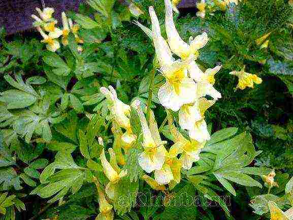 beautiful annuals grown in a seedless way