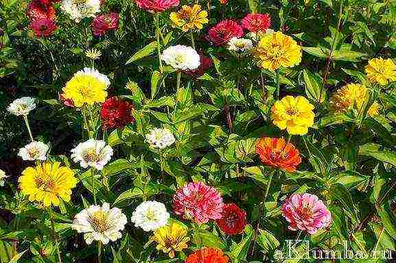 beautiful annuals grown in a seedless way
