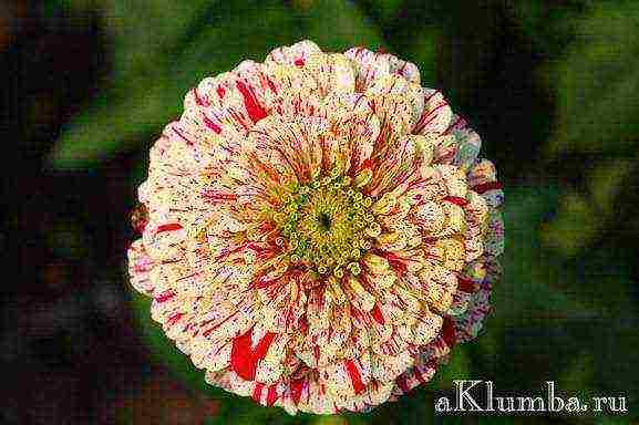 beautiful annuals grown in a seedless way