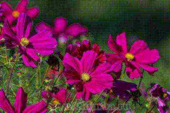 beautiful annuals grown in a seedless way