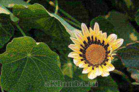 beautiful annuals grown in a seedless way