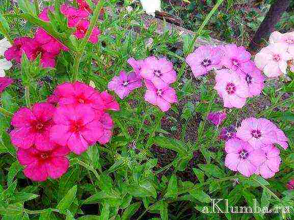 beautiful annuals grown in a seedless way