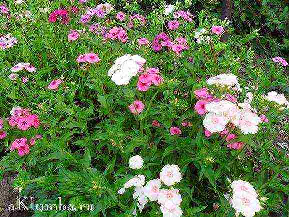 beautiful annuals grown in a seedless way