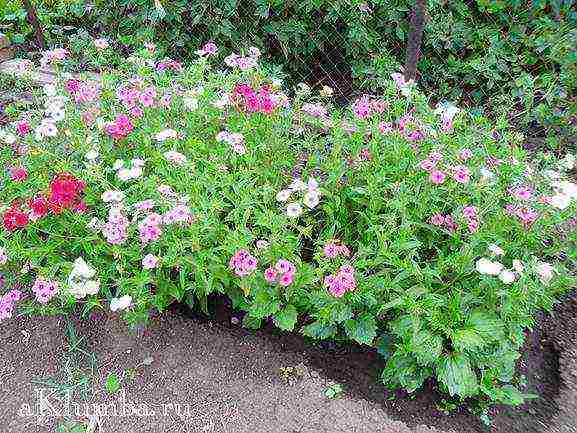 beautiful annuals grown in a seedless way