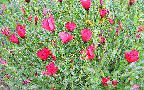 beautiful annuals grown in a seedless way