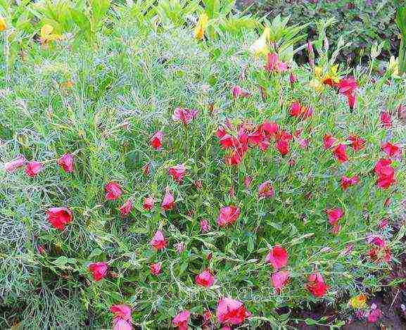 beautiful annuals grown in a seedless way