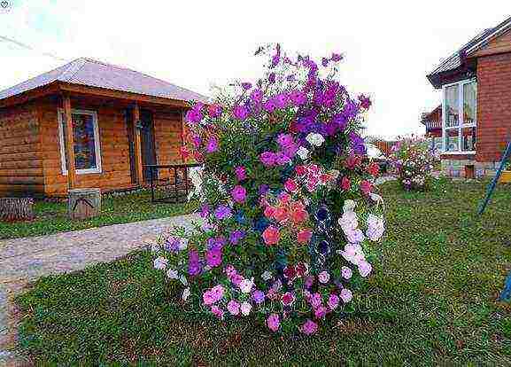 beautiful annuals grown in a seedless way