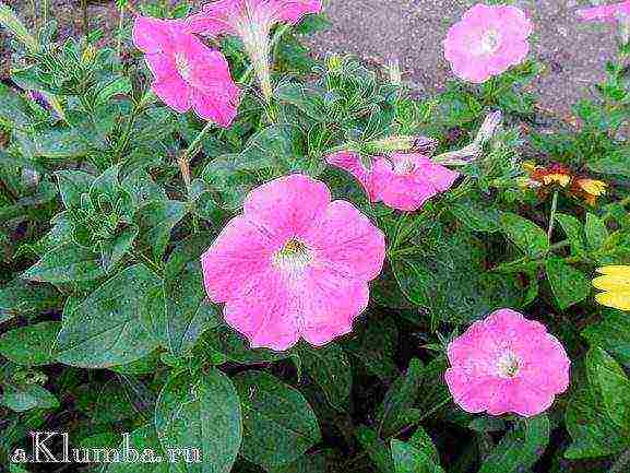 beautiful annuals grown in a seedless way