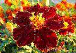 beautiful annuals grown in a seedless way