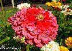 beautiful annuals grown in a seedless way