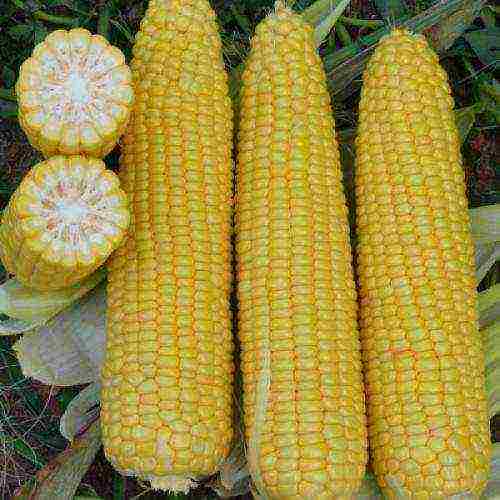 corn the best varieties