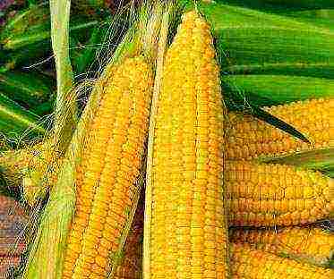 corn the best varieties