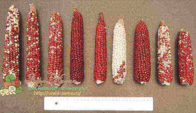 corn the best varieties