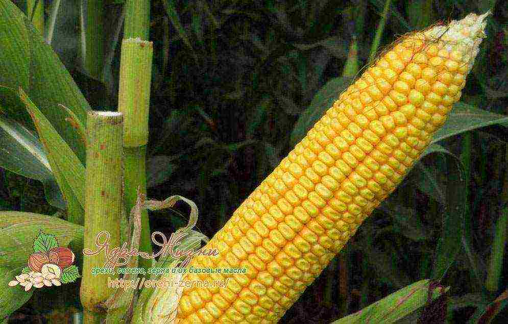 corn the best varieties