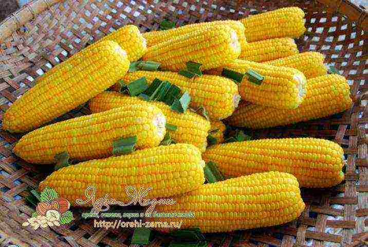 corn the best varieties