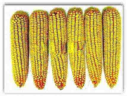 corn the best varieties