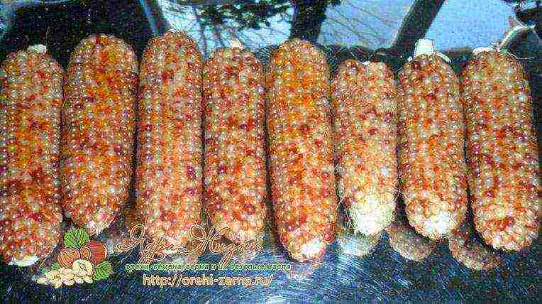 corn the best varieties