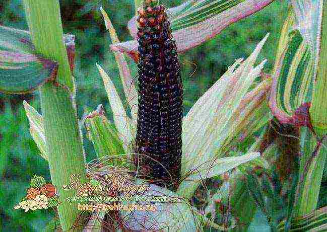 corn the best varieties