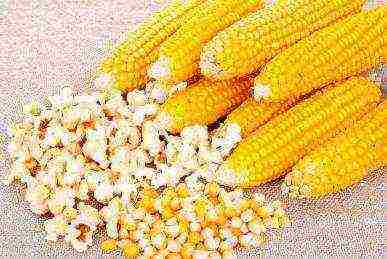 corn the best varieties