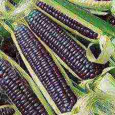 corn the best varieties