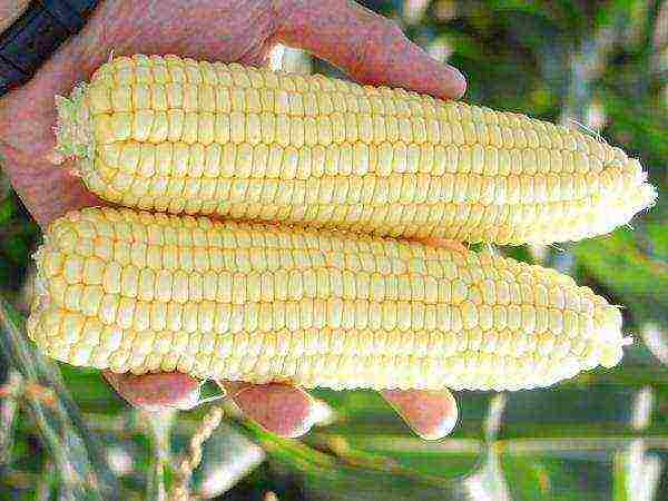 corn the best varieties