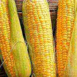 corn is the best grade