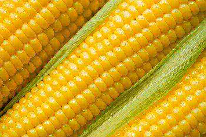 corn is the best grade