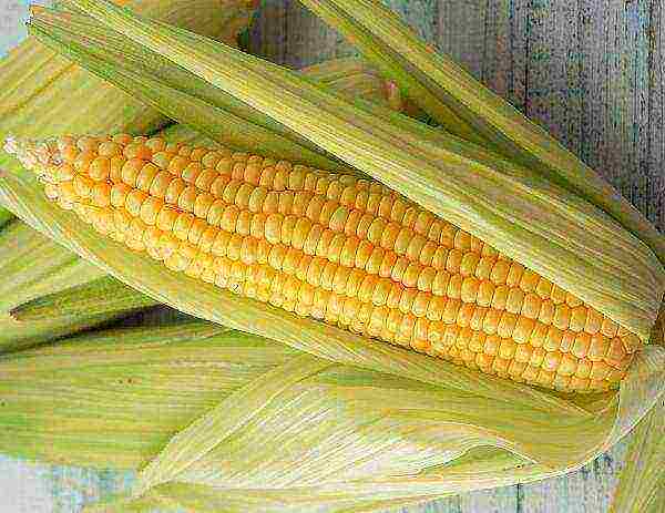 corn is the best grade