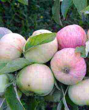 summer varieties of apples are the best