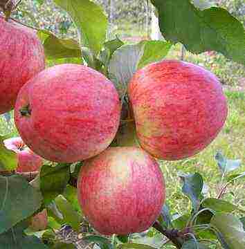 summer varieties of apples are the best