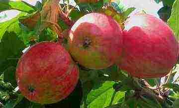 summer varieties of apples are the best