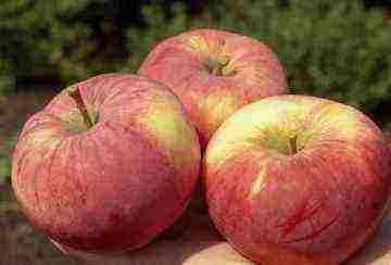 summer varieties of apples are the best