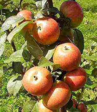 summer varieties of apples are the best