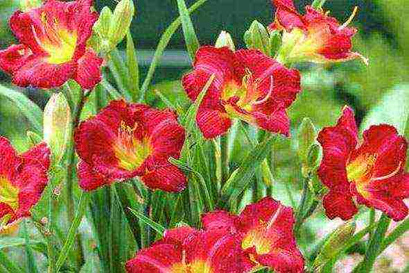 daylilies ปลูกและดูแลในทุ่งโล่งในเขตชานเมือง