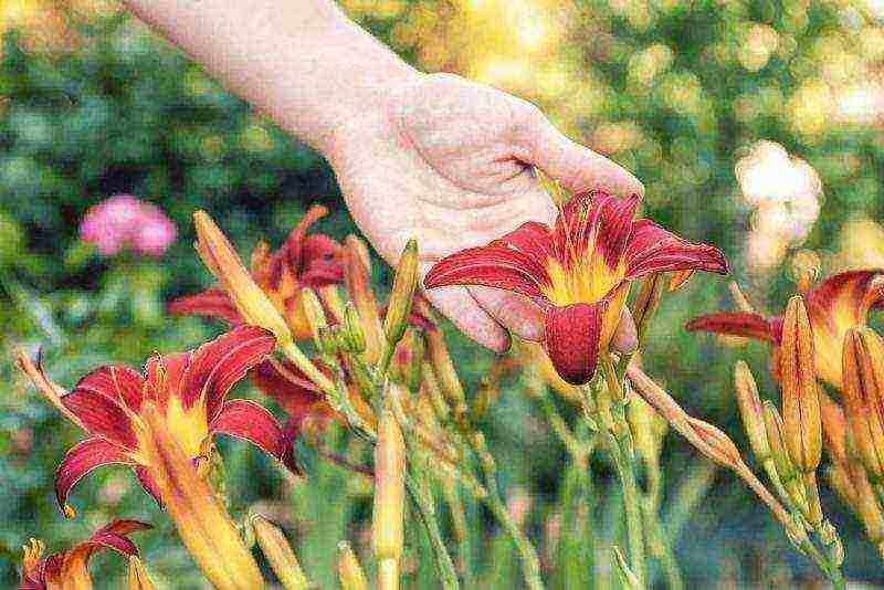 mga daylily na nagtatanim at nangangalaga sa bukas na bukid sa mga suburb